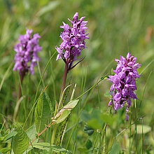Geflecktes Knabenkraut (Dactylorhiza maculata)