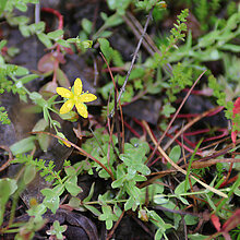 Niederliegendes Johanniskraut mit gelbe Blüte