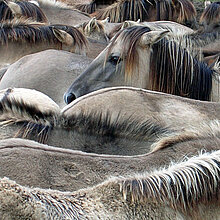 Dülmener Wildpferdherde