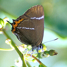 Ulmen-Zipfelfalter (Satyrium w-album)