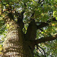 Stieleiche (Quercus robur)