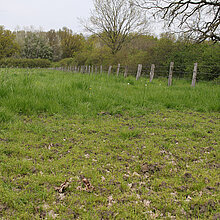 Kleiner Mäuseschwanz