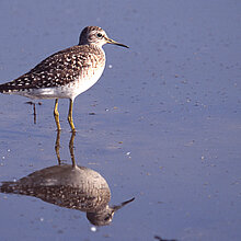 Bruchwasserläufer mit Spiegelung im Wasser.