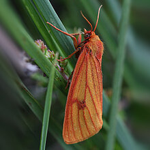 Rotrandbäri Nachtfalter