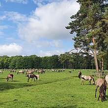 Die Dülmener Wildpferde weiden ganzjährig im NSG Wildpferdebahn.