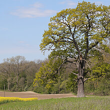 Alte Eiche im NSG Ichterloh