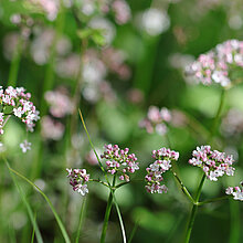 Blühender Kleiner Baldrian