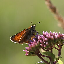 Braunkolbiger Dickkopffalter