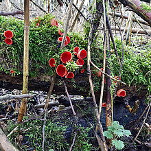 Roter Kelchbecherlin (Sarcoscypha coccinea)