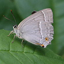 Blauer Eichen-Zipfelfalter (Neozephyrus quercus)