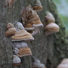 Zunderschwamm (Fomes fomentarius)