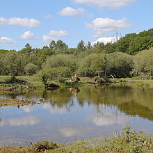 Flacher Teich mit Uferlandschaft