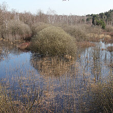 Kleingewässer und Weiden