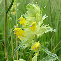 Großer Klappertopf (Rhinanthus serotinus) mit gelben Blüten.