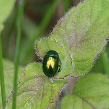 Grüner Minzenblattkäfer auf einem Blatt.