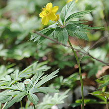 Gelbes Windröschen (Anemone ranunculoides)