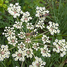 Sumpf-Haarstrang Blüte