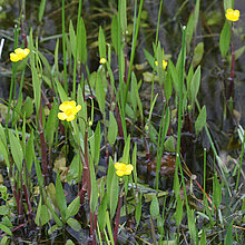 Zungen-Hahnenfuß (Ranunuculus lingua)