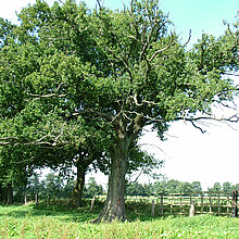 Stieleiche auf der Weide.