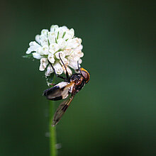 Gemeine Hummelschwebfliege auf Blüte.