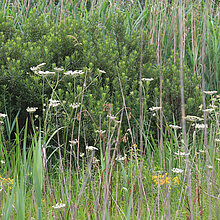 Sumpf-Haarstrang auf der Wiese.