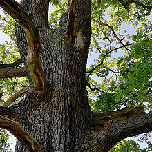 Alte Eiche im NSG Ichterloh