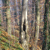 Wald im Kerbtal.
