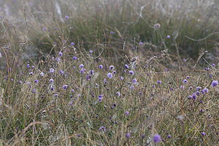 NSG Wildpferdebahn im Merfelder Bruch (Dülmen): Von August bis Anfang Oktober blüht der Teufelsabbiss (Succisa pratensis) auf der Lungenenzian‐Pfeifengraswiese. Wenn es auf den Altweibersommer zugeht, ist die Wiese mit zahlreichen Spinnennetzen überzogen.