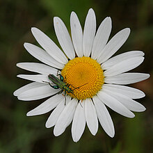 Grüner Scheinbockkäfer auf Margeritenblüte