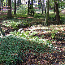 Wald mit Bachlauf