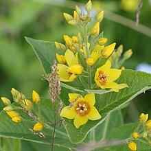 Gilbweiderich (Lysimachia vulgaris)