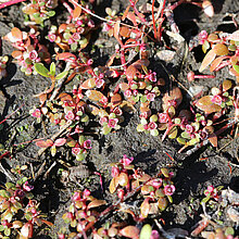 Sechsmänniger Tännel