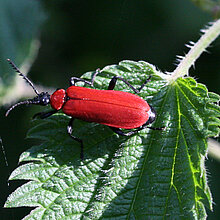 Feuerkäfer auf einem Blatt.
