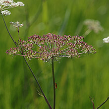 Sumpf-Haarstrang Blüten