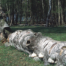 Totholz, liegender Stamm.