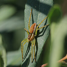 Gerandete Jagdspinne