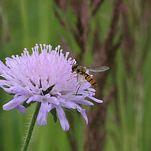 Hainschwebfliege auf Wiesen-Witwenblumen Blüte.