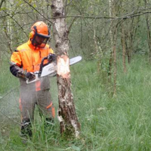 Maßnahmen im Übergangsmoor: Zurücknahme der Gehölze durch Ringelung im August 2016.