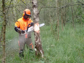 Maßnahmen im Übergangsmoor: Zurücknahme der Gehölze durch Ringelung im August 2016.