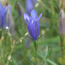 Der Lungen-Enzian, Gentiana pneumonanthe ist im Kreis Coesfeld vom Aussterben bedroht und kommt nur an einem Ort im gesamten Kreis vor. Auf der letzen Pfeifengraswiese im Schutzgebiet der Wildpferdebahn bei Dülmen.