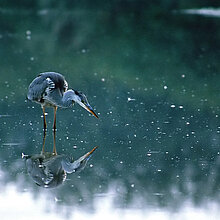 Graureiher mit Spiegelung im Wasser.