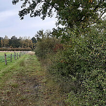 Feldweg mit artenreicher Saumstruktur.