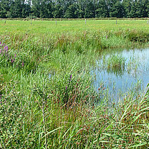 Blänke