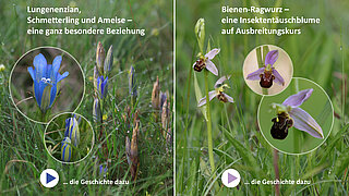 Hörstation in der Ausstellung "Wo die wilden Pflanzen leb(t)en"