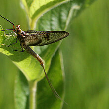 Gemeine Eintagsfliege auf einem Blatt.