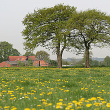 Wiese mit Bäumen und Gebäuden im Hintergrund.