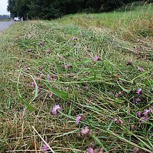 Artenreiche Wegränder müssen nachhaltig und fachgerecht gepflegt werden, um als Vernetzungsbiotop und Mahdgut-Spenderflächen erhalten zu bleiben.