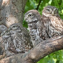 Steinkauz-Nachwuchs "wartet" auf ihre Beringung.