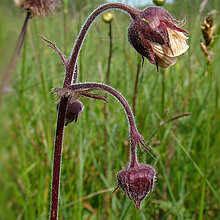 Bach-Nelkenwurz (Geum rivale)