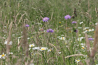 Werand in den Baumbergen bei Nottuln im Frühsommer: Glatthaferwiese mit der Kennart Acker­Witwenblume (Knautia avensis). Die Blühphase beginnt Anfang Juni und dauert bis September, so dass sie sogar im 1. und 2. Wiesenschnitt dabei ist. Als weitere Kennart ist häufig die Wiesen‐Margerite mit von der Partie.